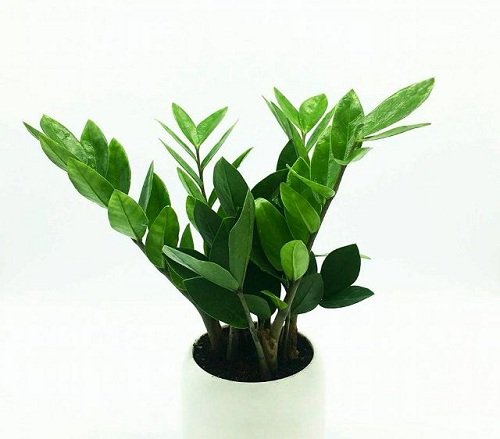 Cây phong thủy cho 12 con giáp giúp thu hút tài lộc, vượng khí