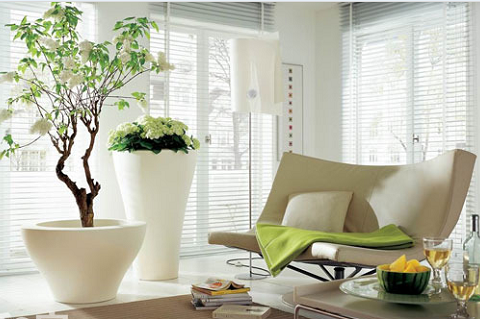 7 nguyên tắc phong thủy đặt cây trong nhà giúp gia đạo bình an