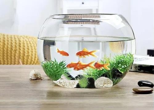 Bể cá hỗ trợ cải thiện vận may Be ca ho tro cai thien van may