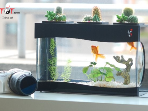 3 vị trí đặt bể cá phong thủy sai lầm dễ khiến gia chủ thất nghiệp
