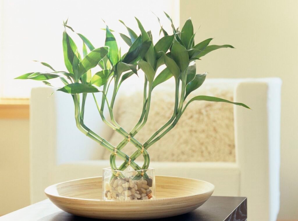 Cách bố trí cây phát tài ở văn phòng giúp thu hút tài lộc