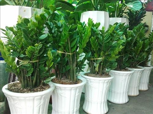 cách đặt cây Kim Tiền trong nhà