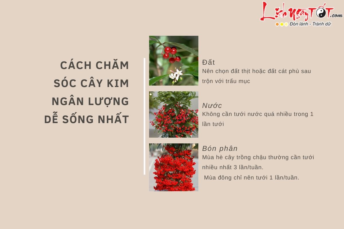Cây kim ngân lượng phong thủy: Ý nghĩa và cách chăm sóc
