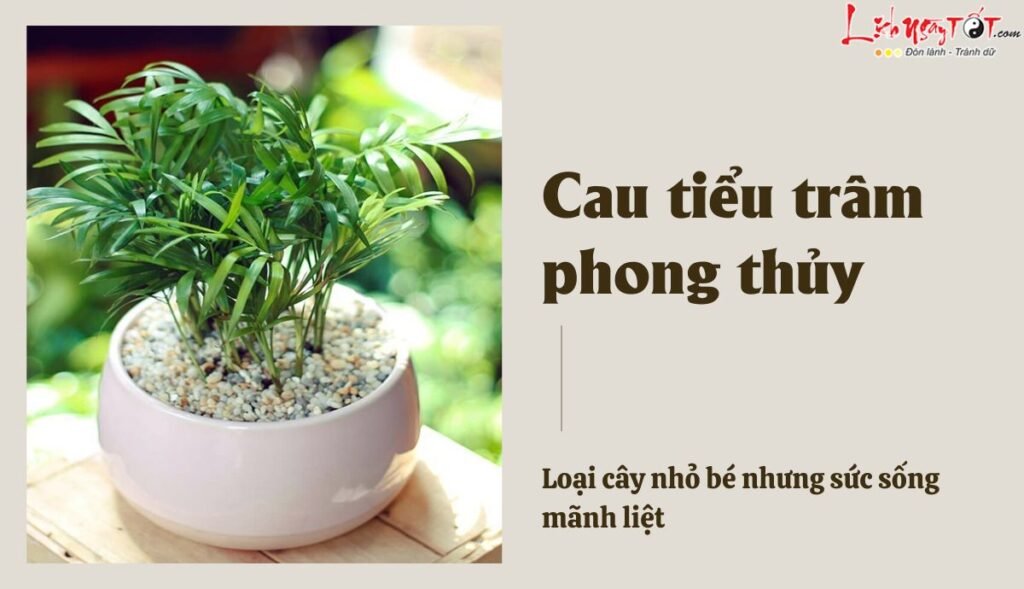 Cau tiểu trâm phong thủy: Bí quyết mang lại tài lộc cho dân văn phòng