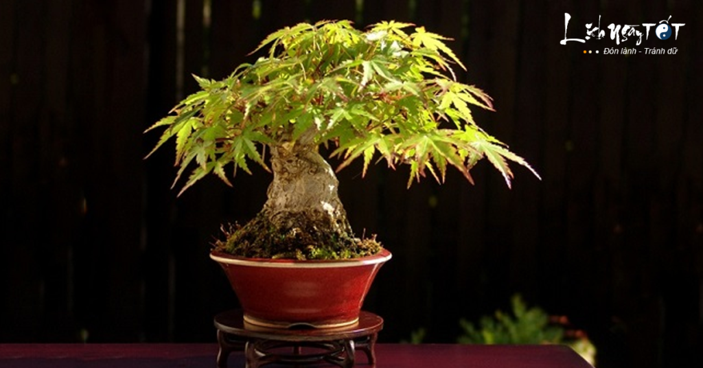 Cây đinh lăng: Nhân sâm của người nghèo và thần giữ của trong nhà