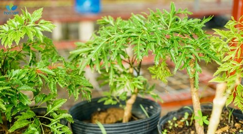 Cây đinh lăng có nhiều giá trị cả mặt dinh dưỡng, chữa bệnh và phong thủy