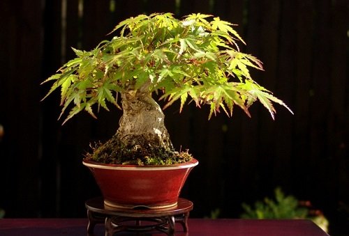 Tác dụng phong thủy của cây đinh lăng