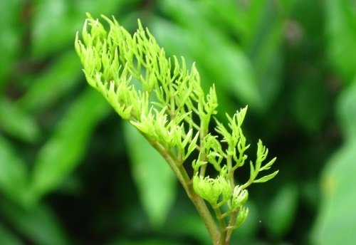 Cây đinh lăng, nhân sâm của người nghèo