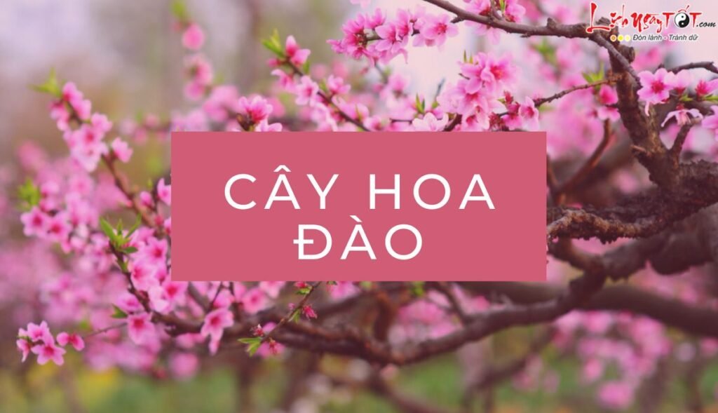 Cây hoa đào: Ý nghĩa phong thủy và cách chăm sóc đón Tết