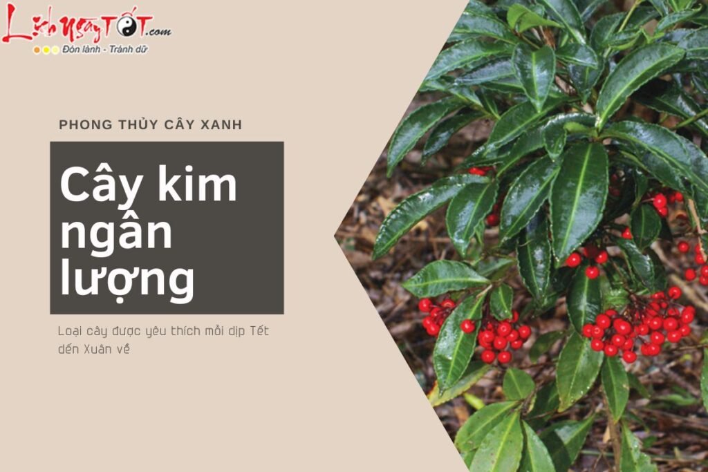 Cây kim ngân lượng phong thủy: Ý nghĩa và cách chăm sóc