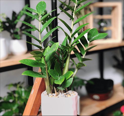 cách đặt cây Kim Tiền trên bàn