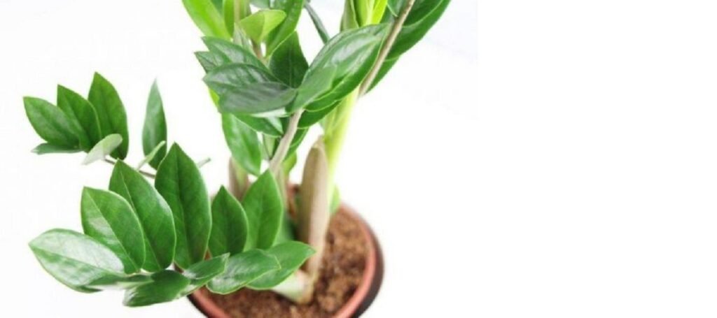 Cây Kim Tiền: Bí quyết phong thủy kích hoạt tài lộc hiệu quả