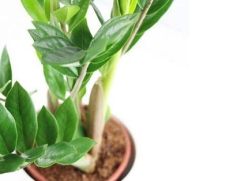 Cây Kim Tiền: Bí quyết phong thủy kích hoạt tài lộc hiệu quả