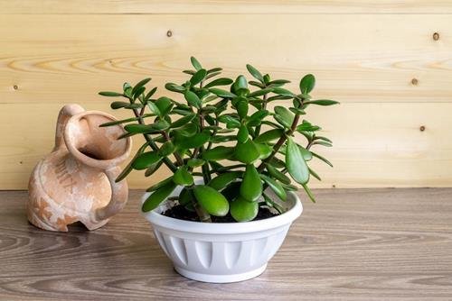 Cây ngọc bích mang lại may mắn
