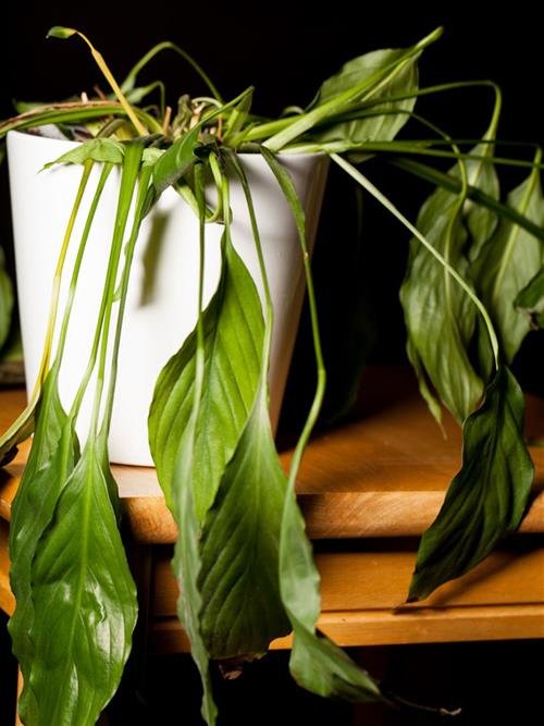 Cây trong nhà bị héo úa