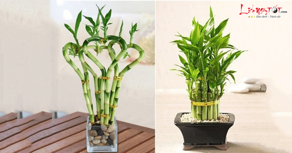 Những tác dụng của cây phát tài trong không gian sống và phong thủy