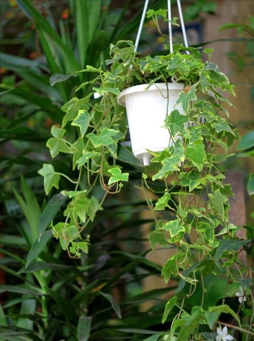 chăm sóc cây thường xuân cham soc cay thuong xuan