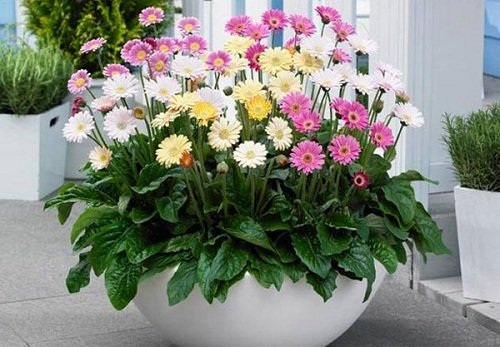 Top 13 loại cây trồng trước nhà giúp chiêu tài đón lộc