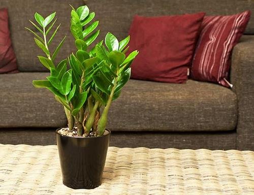 đặt cây xanh ở tài vị