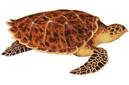 Đồi mồi: Linh thú cát tường mang lại may mắn và trường thọ