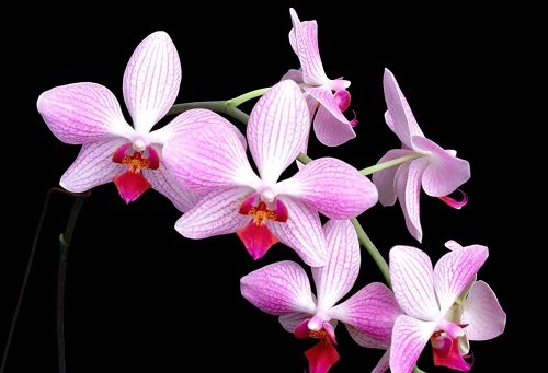 Hoa lan phong thủy: Biểu tượng vương giả mang lại may mắn
