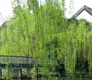 Có nên trồng liễu trước cửa nhà theo quan điểm phong thủy?