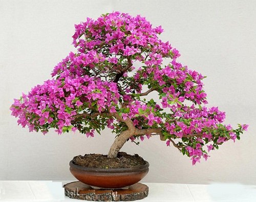 Cây cảnh phong thủy cần được chăm sóc tốt