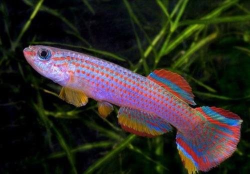 Mệnh Hỏa có nên nuôi cá Menh Hoa co nen nuoi ca