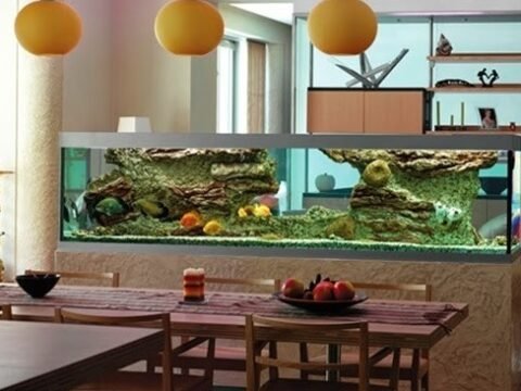 Mệnh Mộc nuôi cá gì để thu hút tài lộc và may mắn?