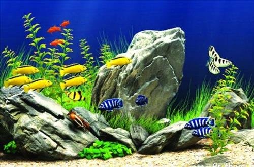 Vị trí đặt bể cá cho người mệnh Thủy