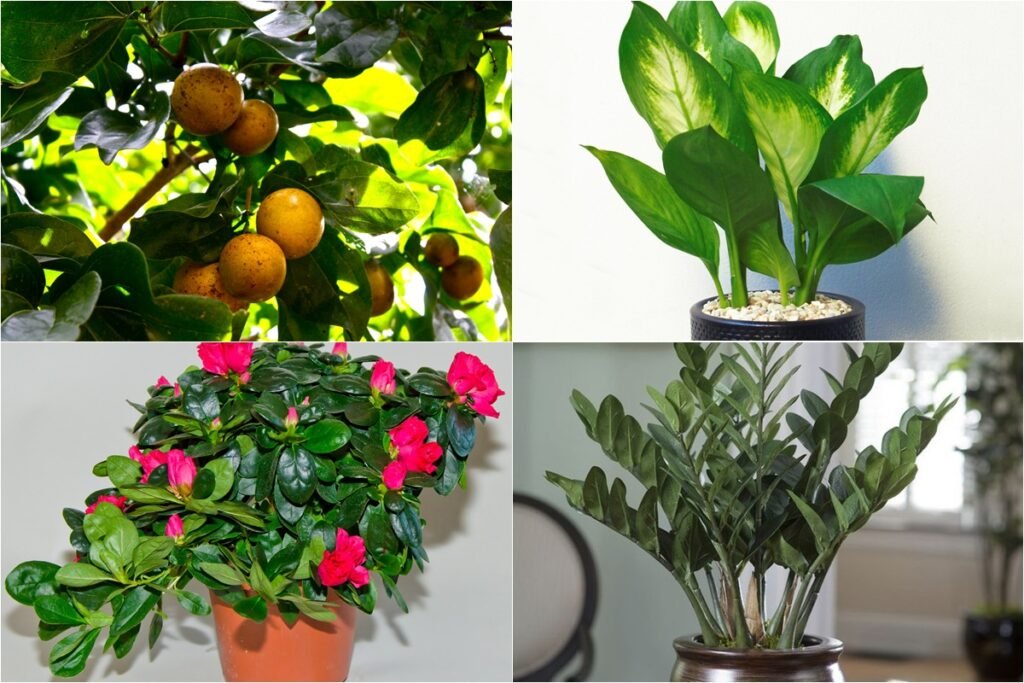Mua cây phong thủy cần lưu ý những loại cây cảnh có độc