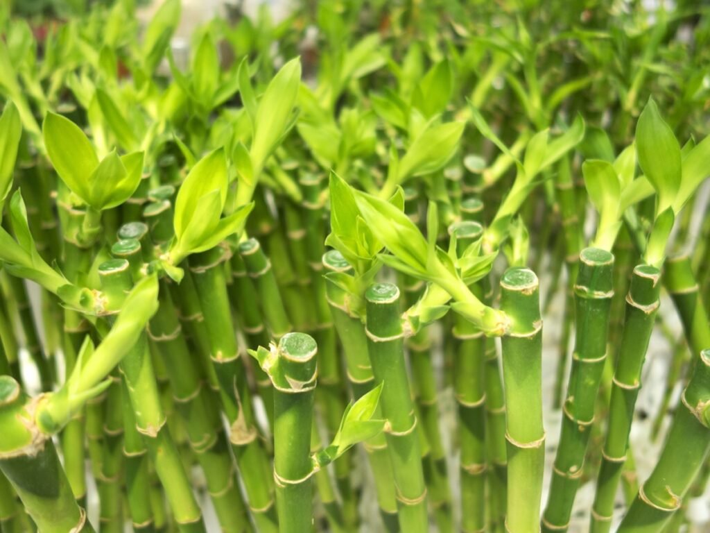 Giải đáp thắc mắc: Cây phát tài có độc không và cách phòng tránh