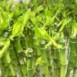 Giải đáp thắc mắc: Cây phát tài có độc không và cách phòng tránh