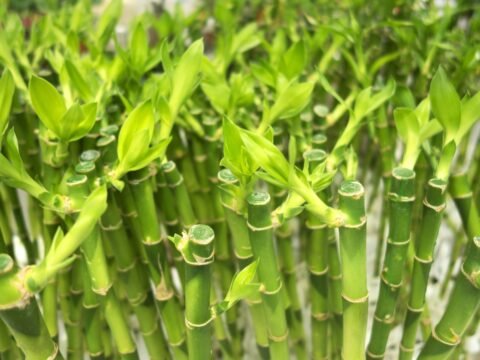 Giải đáp thắc mắc: Cây phát tài có độc không và cách phòng tránh