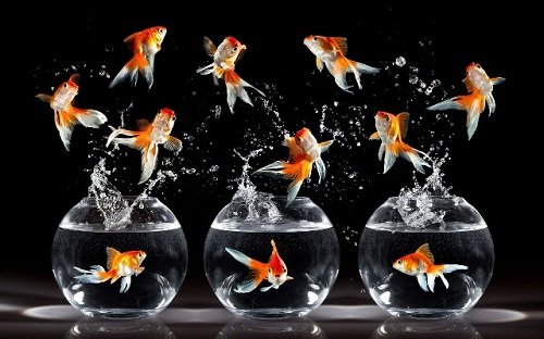 Nắm bắt số lượng cá cảnh để cải thiện tài vận gia chủ