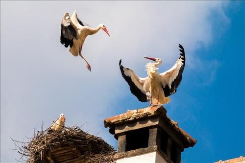dấu hiệu phong thủy tốt