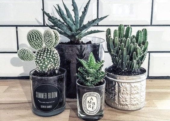 Người tuổi Tuất trồng cây gì để chiêu tài đón lộc?