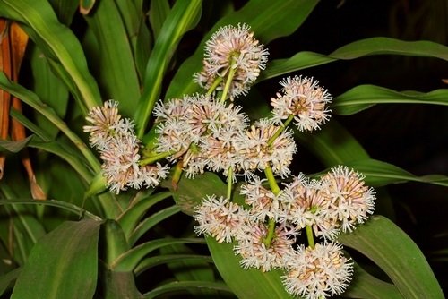 cây phát tài thanh lọc không khí