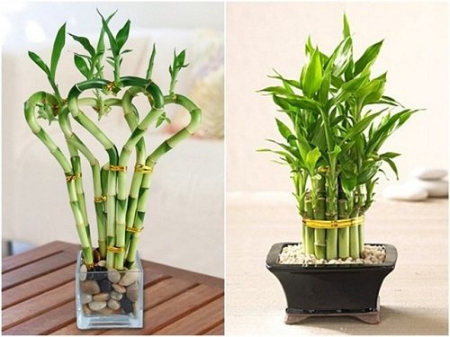 tác dụng của cây phát tài