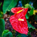 Nữ nhân muốn nắm quyền, nhớ trồng ngay cây hồng môn phong thủy