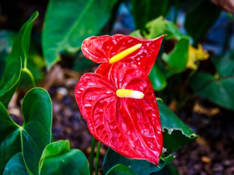 Nữ nhân muốn nắm quyền, nhớ trồng ngay cây hồng môn phong thủy