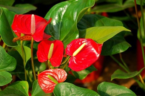 Nu nhan muon nam quyen, trong hong mon trong nha hinh anh