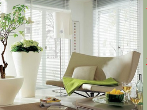 Cách chọn vị trí đặt cây cảnh trong nhà để hút tài lộc và may mắn