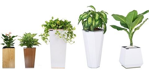Những sai lầm khi dùng vật phẩm phong thủy phổ biến cần tránh