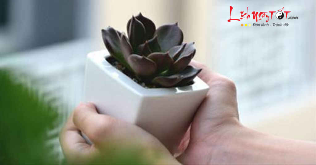 Người tuổi Tị trồng cây gì hợp mệnh để thu hút tài lộc?