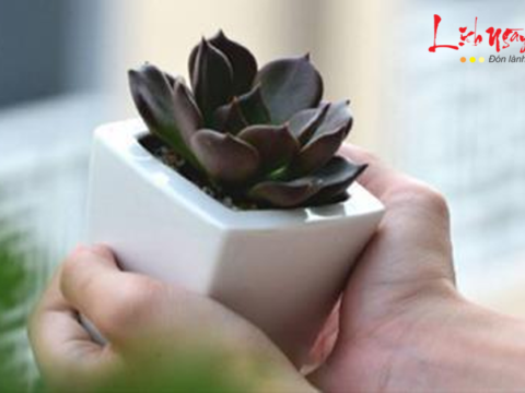 Người tuổi Tị trồng cây gì hợp mệnh để thu hút tài lộc?