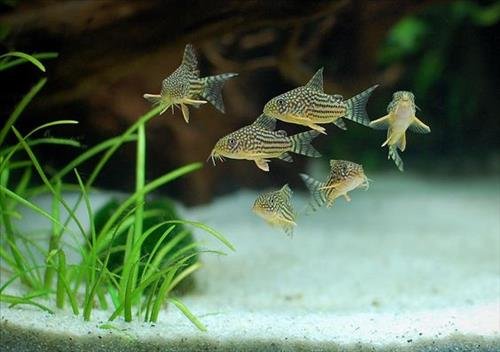 Số lượng và vị trí đặt bể cá cho người mệnh Hỏa So luong va vi tri dat be ca cho nguoi menh Hoa
