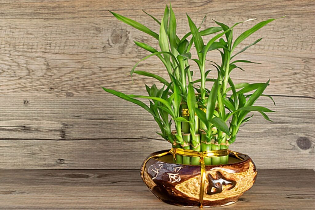 Tác dụng của cây phát tài trong phong thủy và đời sống