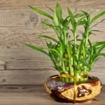 Tác dụng của cây phát tài trong phong thủy và đời sống