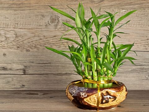 Tác dụng của cây phát tài trong phong thủy và đời sống
